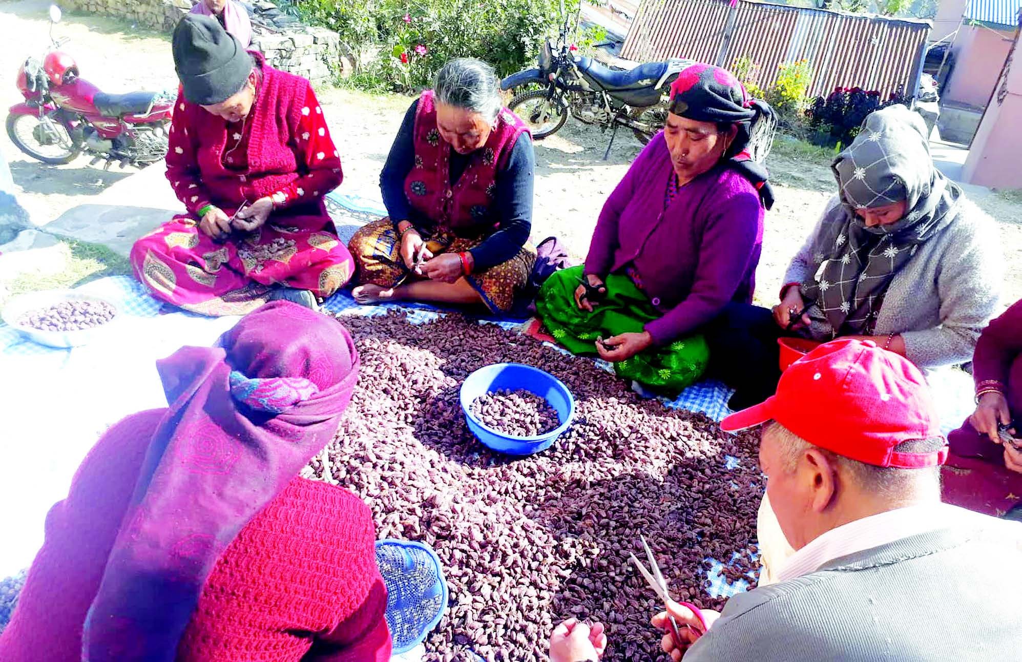 lamjung-farmers-joyous-over-high-cardamom-yield